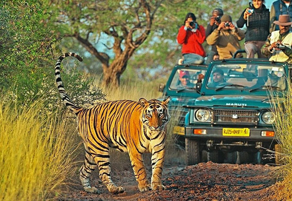 Golden Triangle with Ranthambore