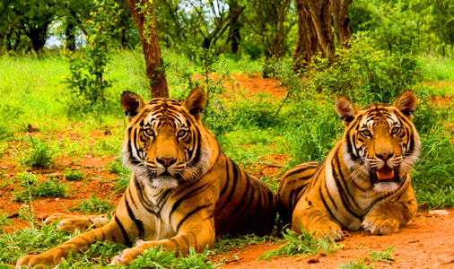 img/uttarakhand-tour/uttarakhand-wildlife-tour.jpg